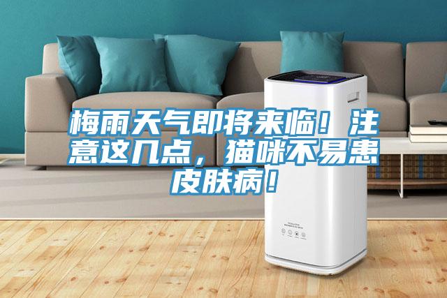 梅雨天氣即將來(lái)臨！注意這幾點(diǎn)，貓咪不易患皮膚病！