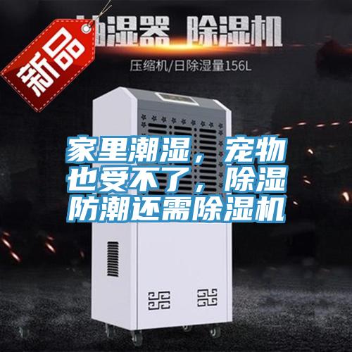 家里潮濕，寵物也受不了，除濕防潮還需除濕機(jī)